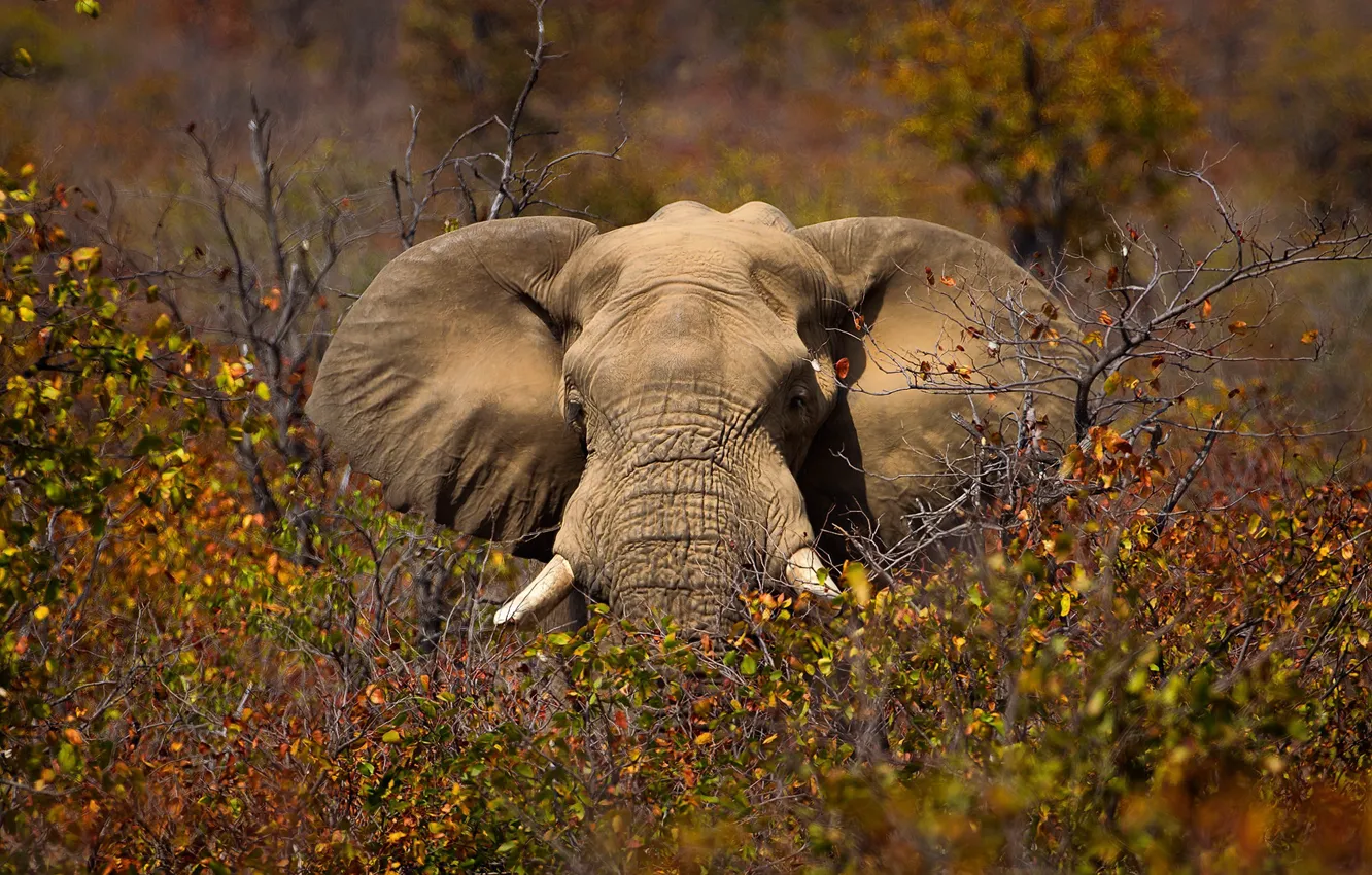 Фото обои природа, слон, Африка