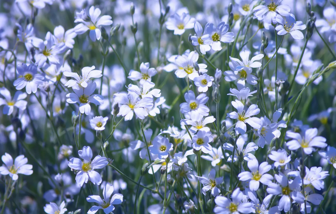 Фото обои свет, цветы, поляна, белые, лужайка, много, ясколка