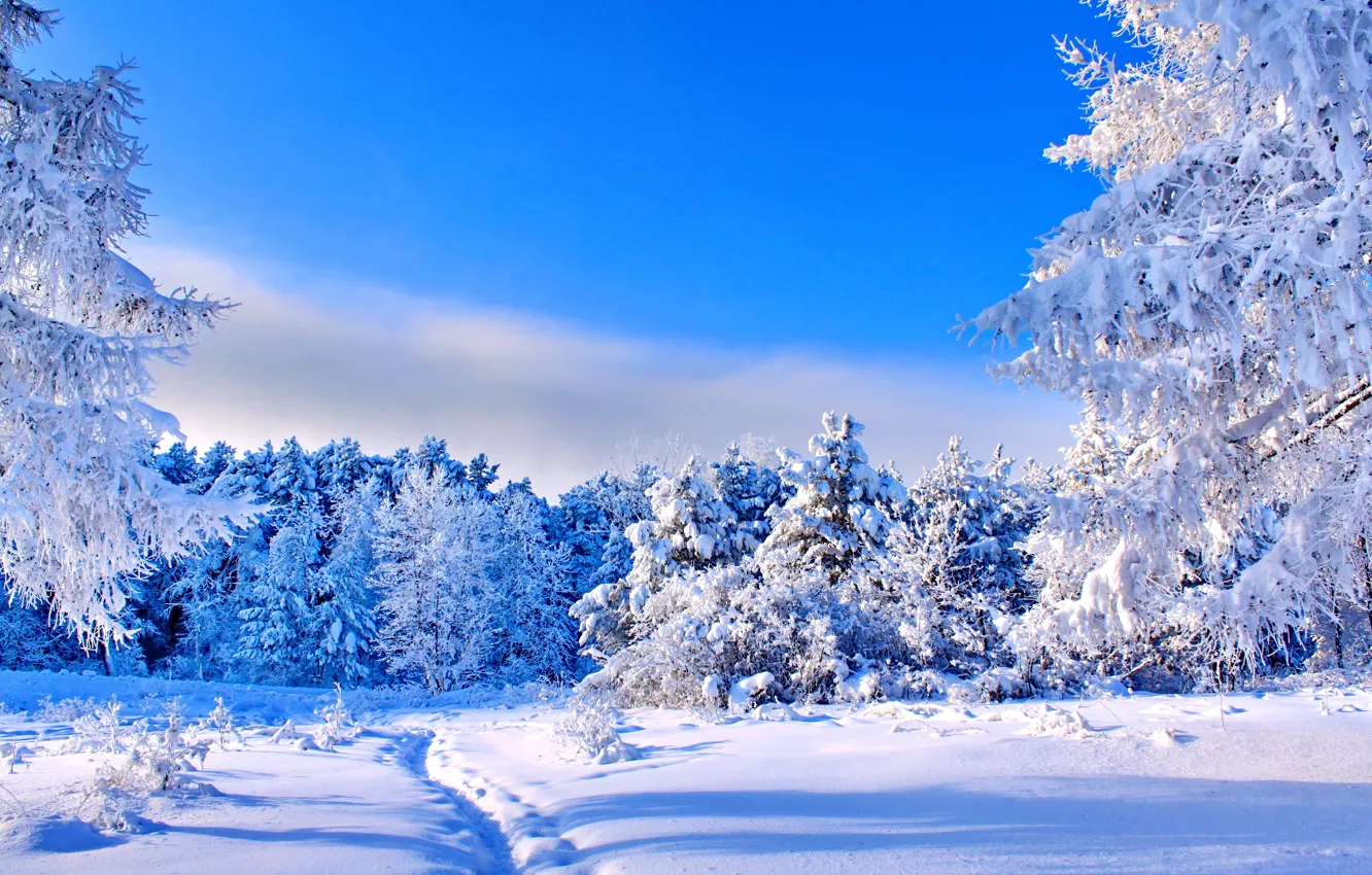 Фото обои зима, лес, небо, солнце, снег, деревья, синева, голубое