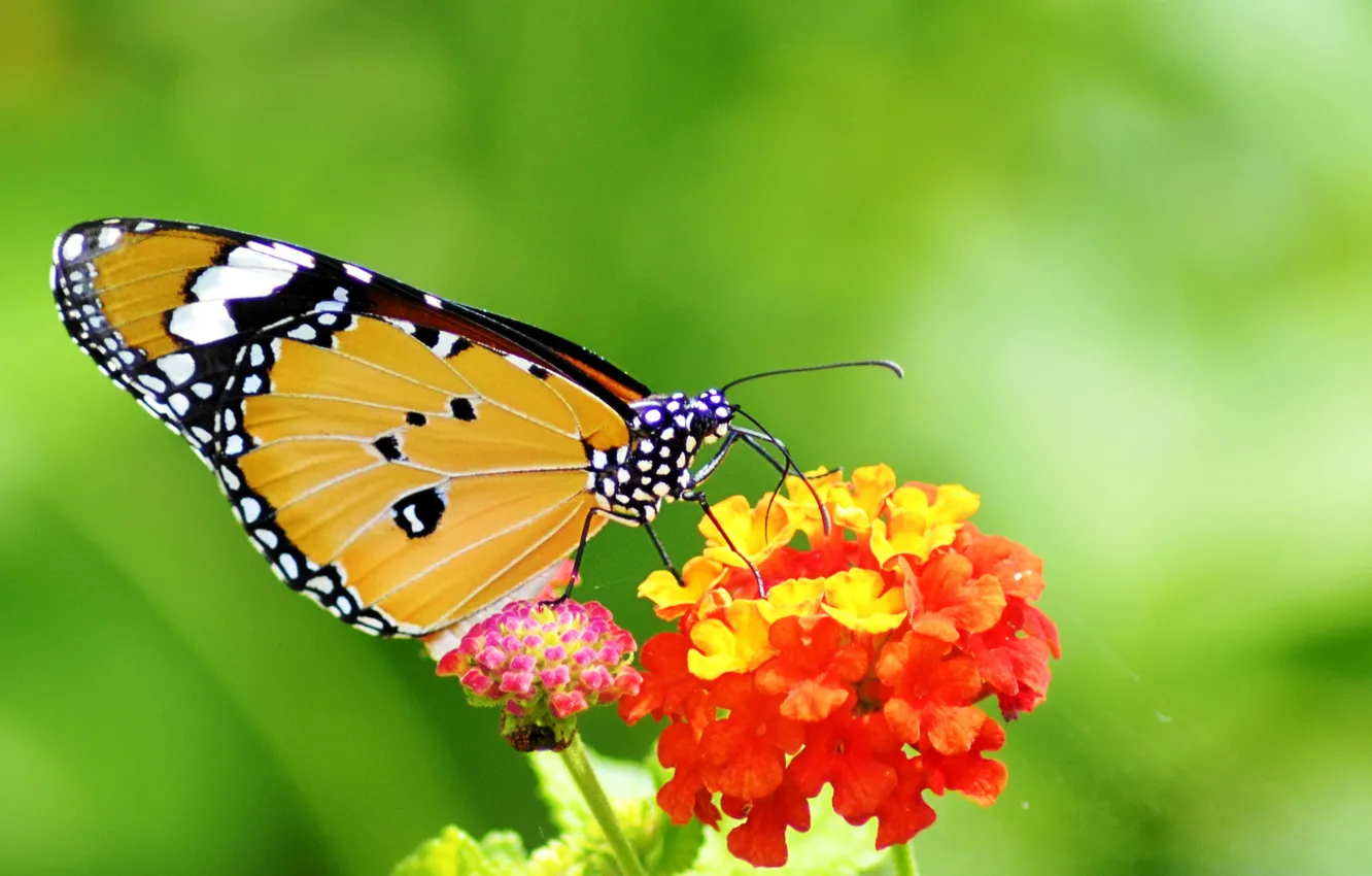 Фото обои цветок, узор, бабочка, растение, крылья, насекомое