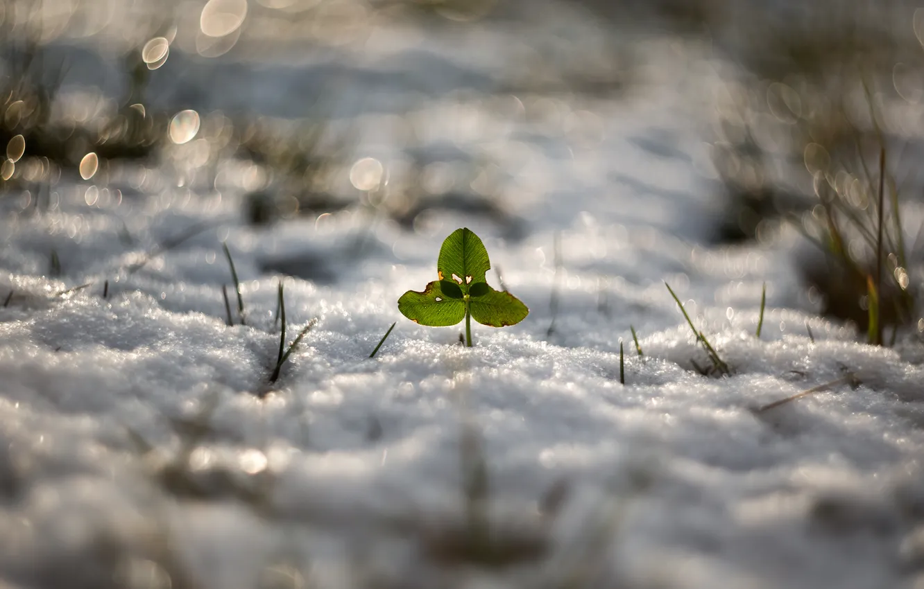 Фото обои зима, снег, природа, Good luck Greenpeace
