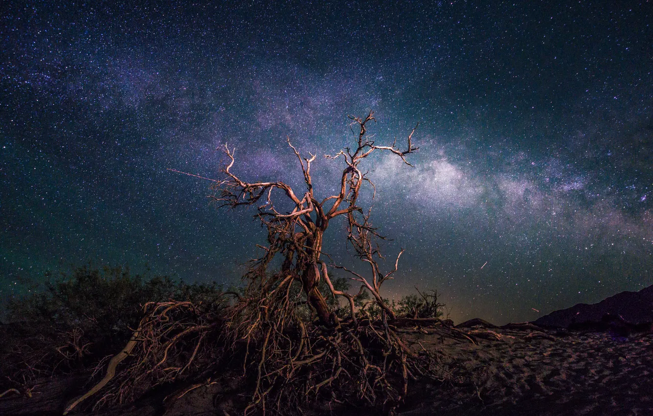 Фото обои космос, звезды, ночь, пространство, дерево, млечный путь