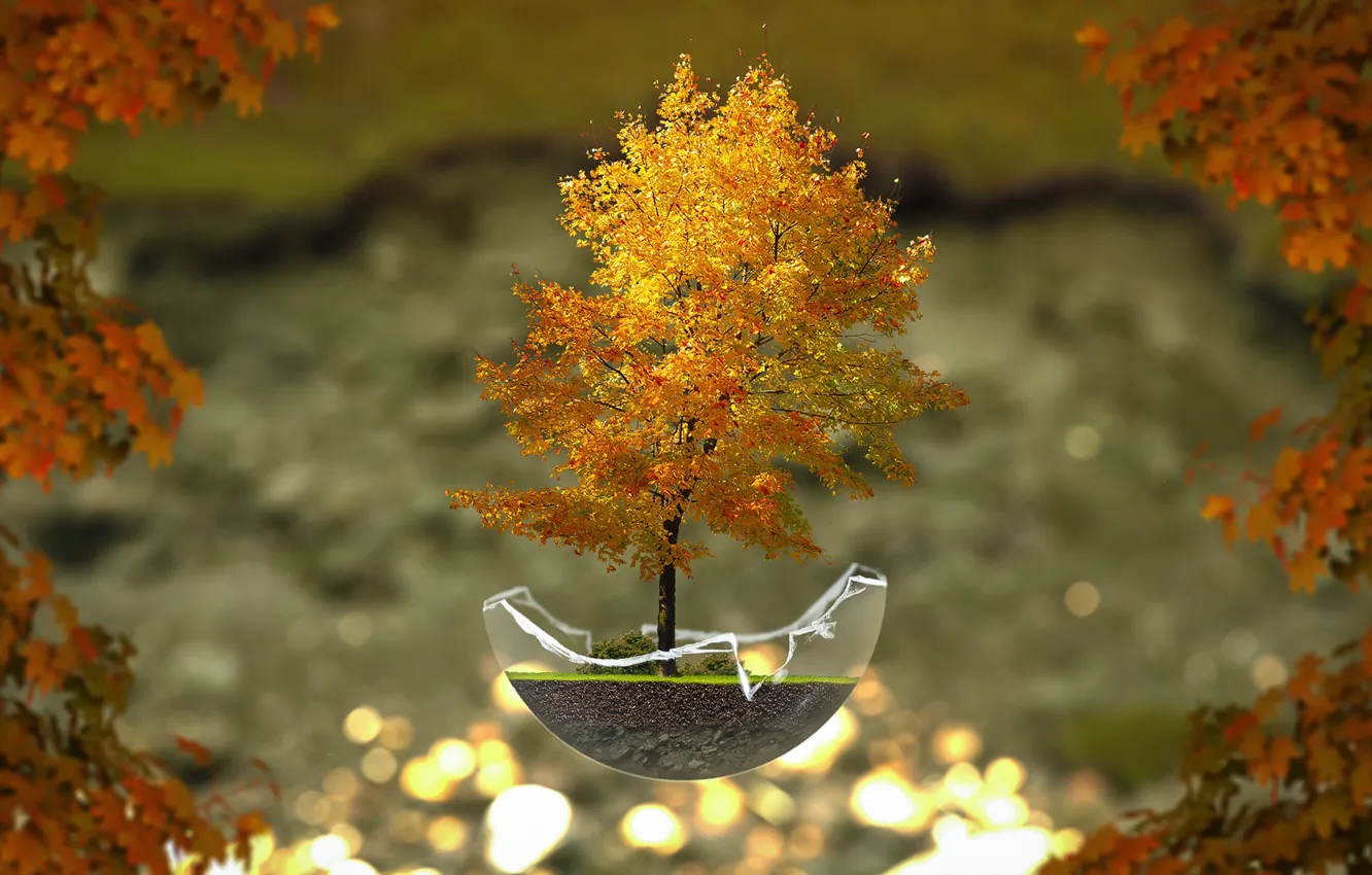 Фото обои осень, дерево, бонсай