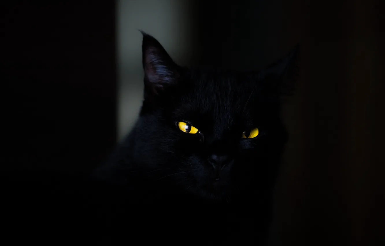 Фото обои dark, animals, eyes, cat, cats, look, yellow eyes, spooky