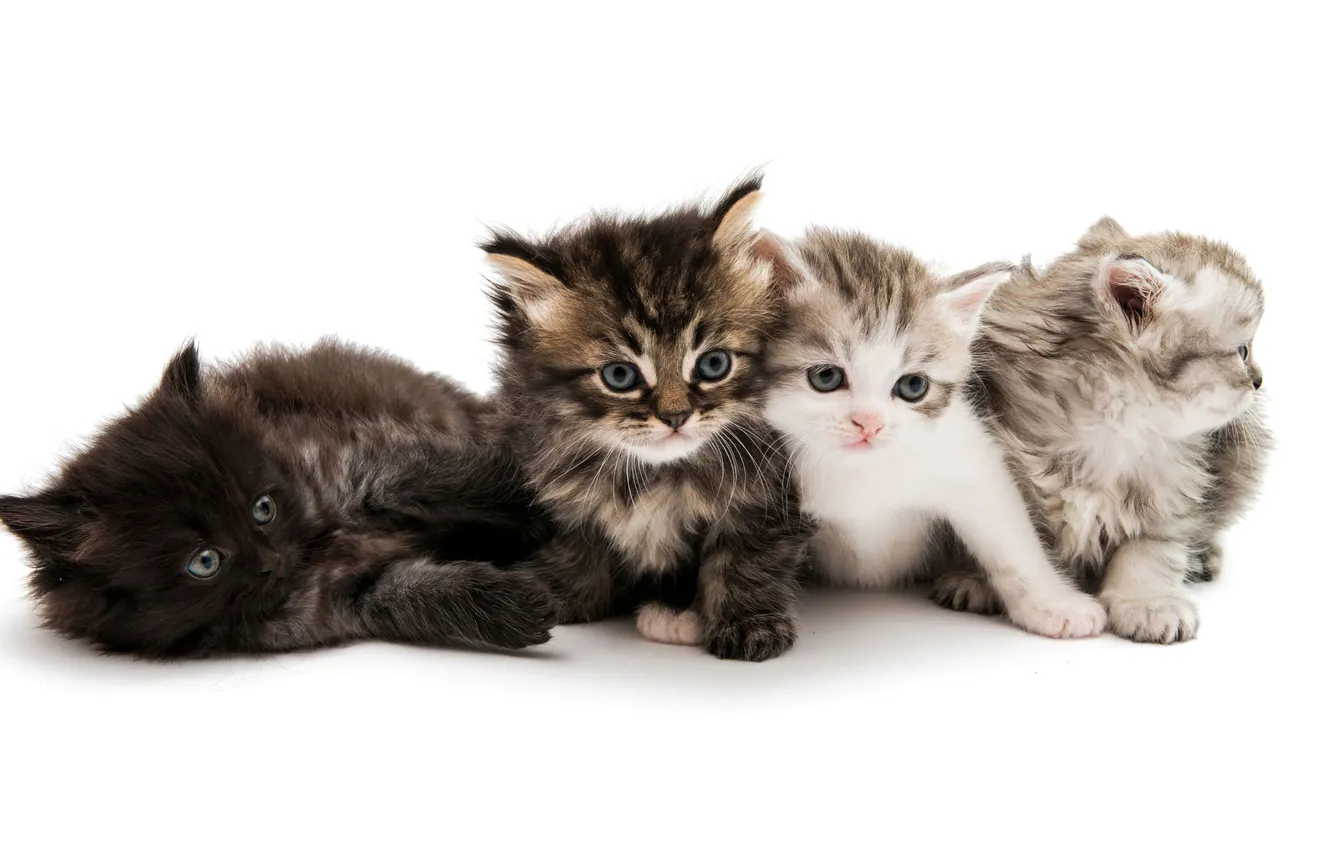 Фото обои Cute, Animals, White background, Cute Kittens, Fuzzies, Lumps of Happiness