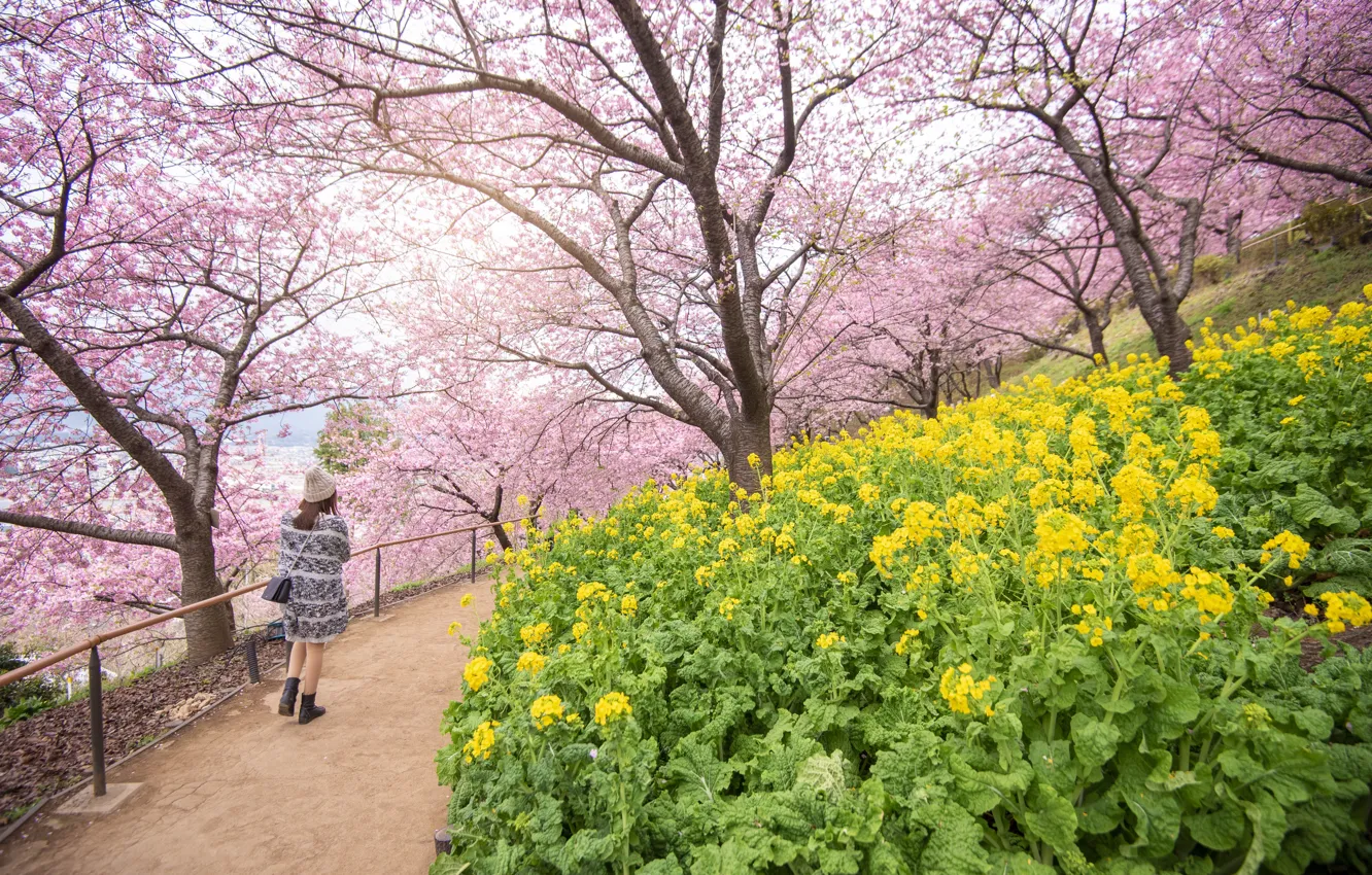 Фото обои деревья, цветы, парк, весна, сакура, цветение, pink, blossom