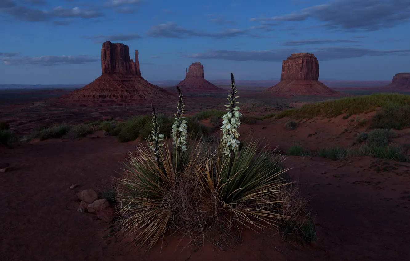 Фото обои цветы, горы, скалы, пустыня, США, Долина монументов