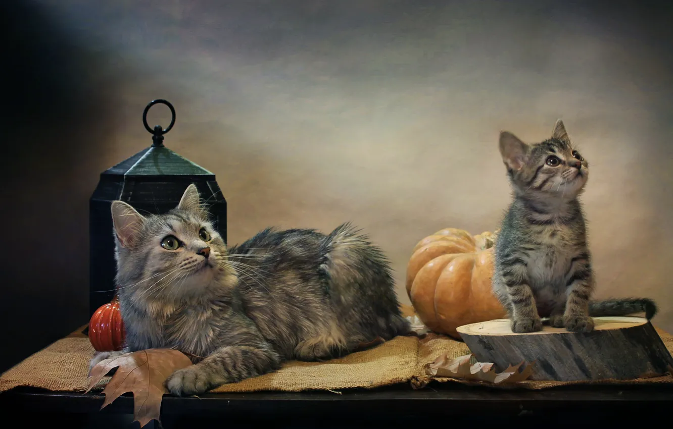 Фото обои животные, кот, листья, фонарь, тыквы, ткань, детёныш, котёнок