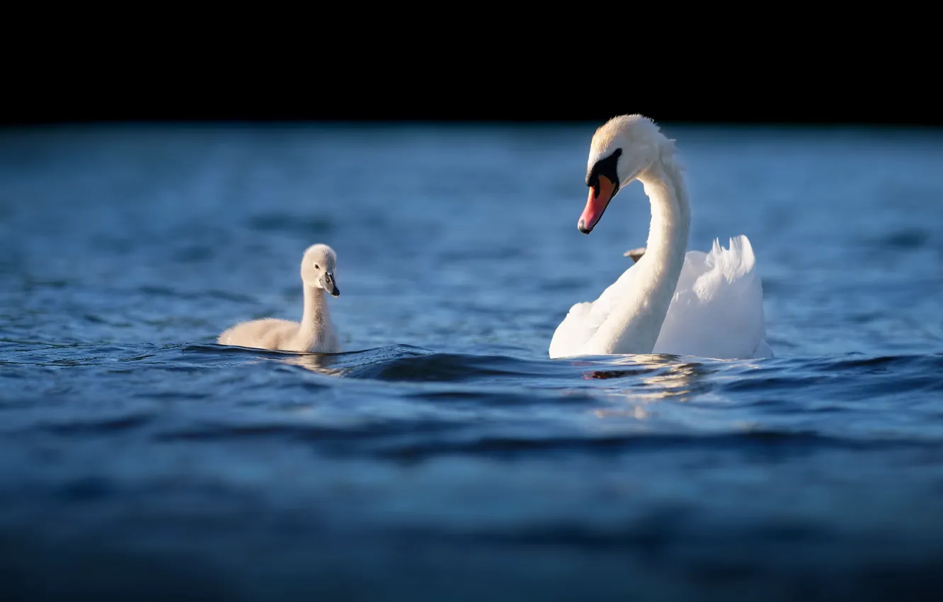 Фото обои вода, птицы, мило, лебедь, лебеди, птенец, водоем, плавание