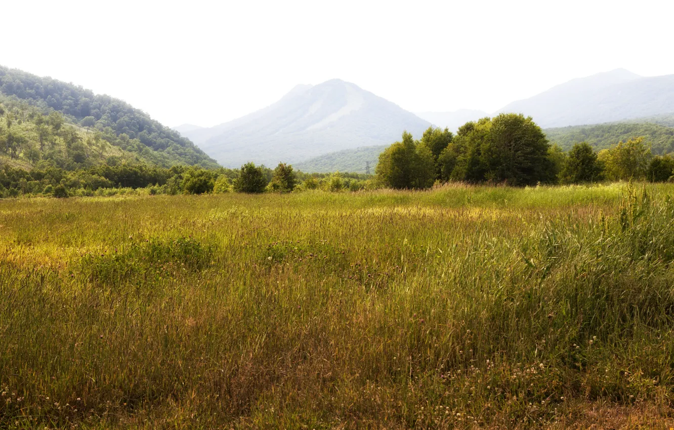 Фото обои поле, трава, деревья, горы, луг, Россия, леса, Камчатка