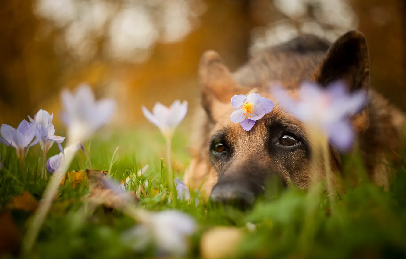 Фото обои взгляд, цветы, друг, собака