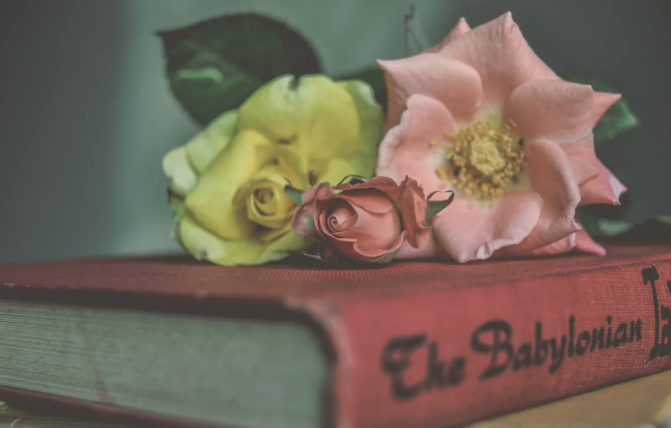 Фото обои цветы, стиль, розы, книга