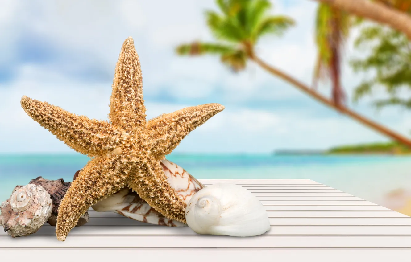 Фото обои пляж, лето, звезды, ракушки, summer, beach, stars, vacation