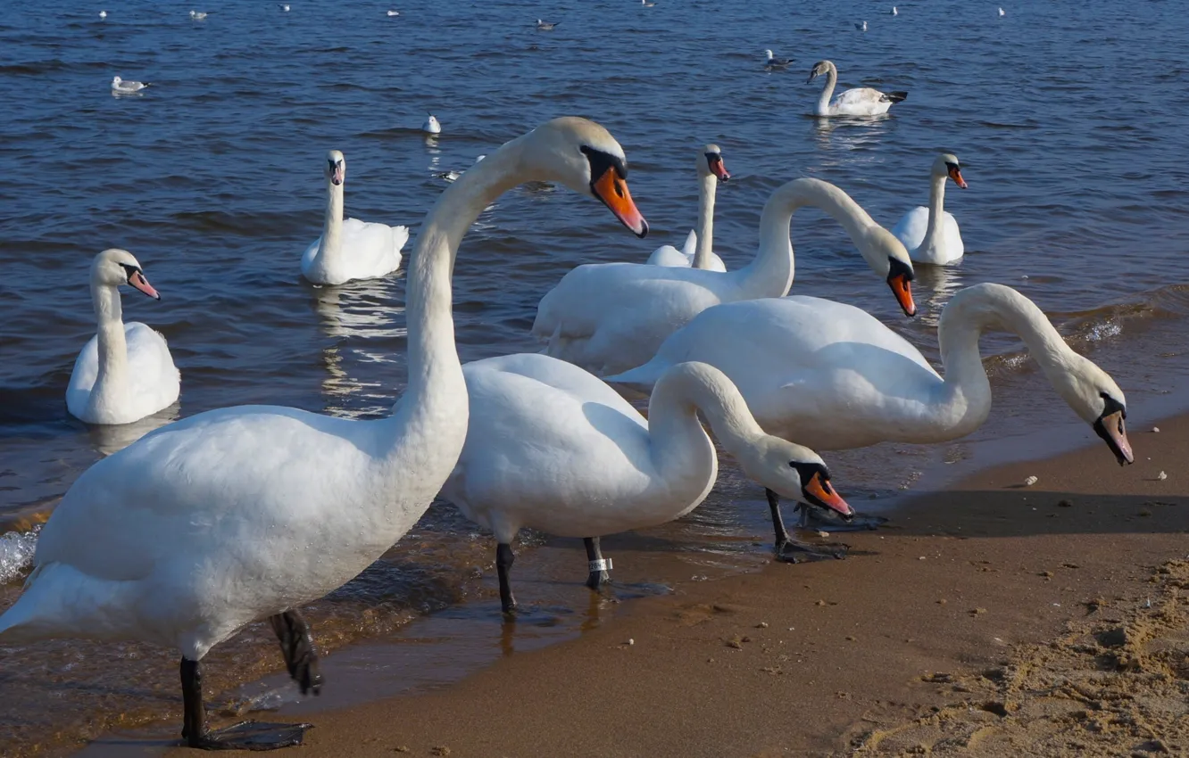 Фото обои white, swan, bird, water