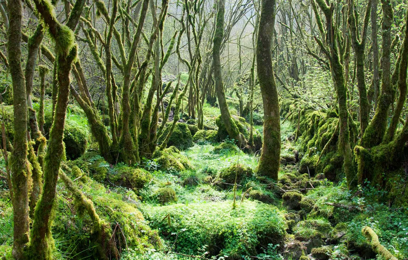 Фото обои лес, деревья, Англия, мох, Дербишир