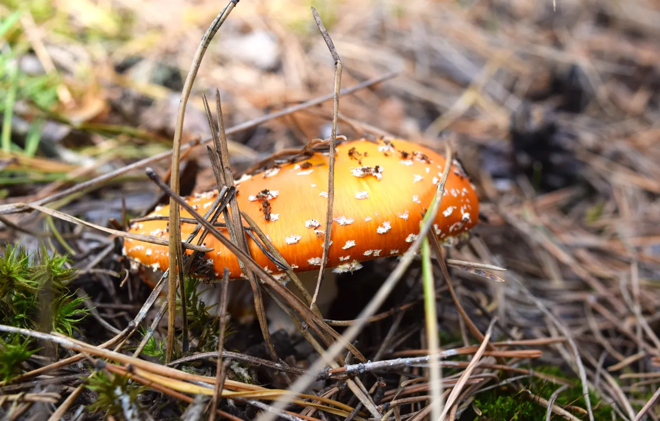 Фото обои осень, лес, гриб, мухомор, широкоформатный