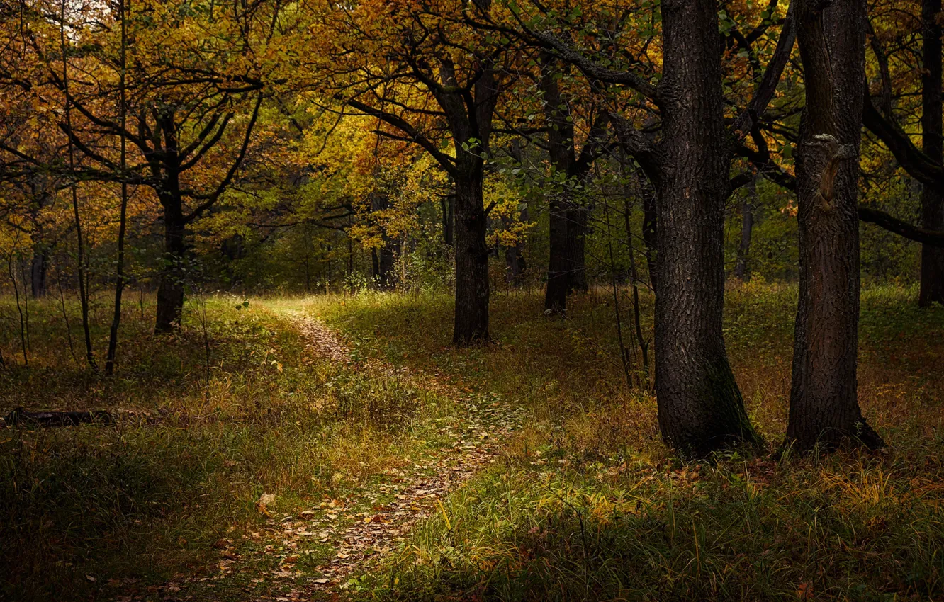 Фото обои осень, лес, деревья, природа, тропинка, Григорий Бельцев