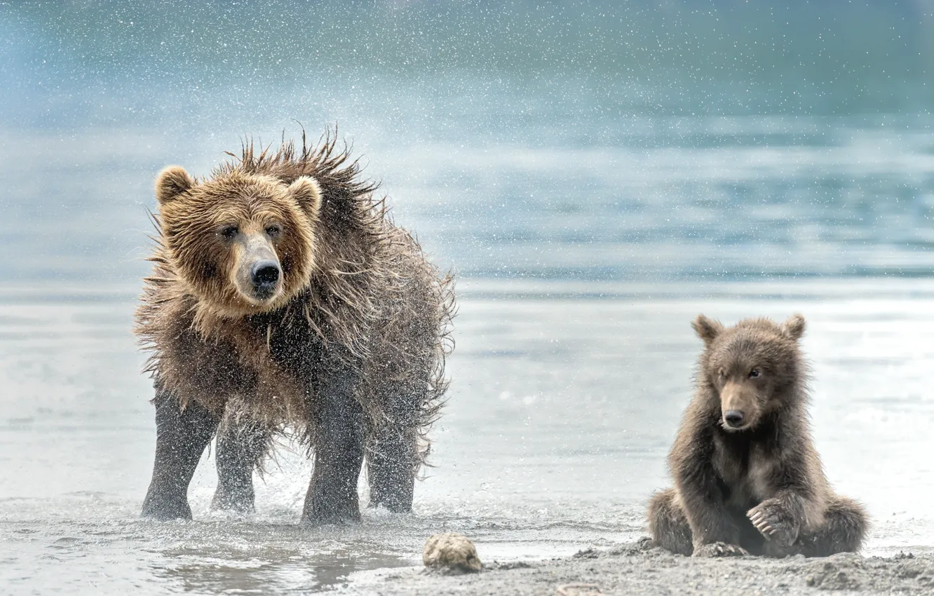 Фото обои пляж, медведь, медведи, медвежонок, мокрые, медведица