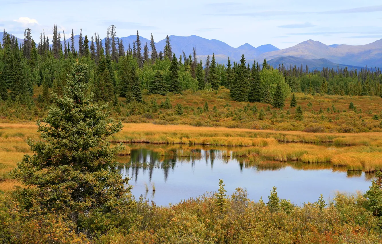 Фото обои небо, деревья, горы, болото