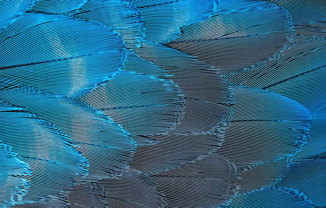 Фото обои перья, попугай, parrot, feathers, David Clode