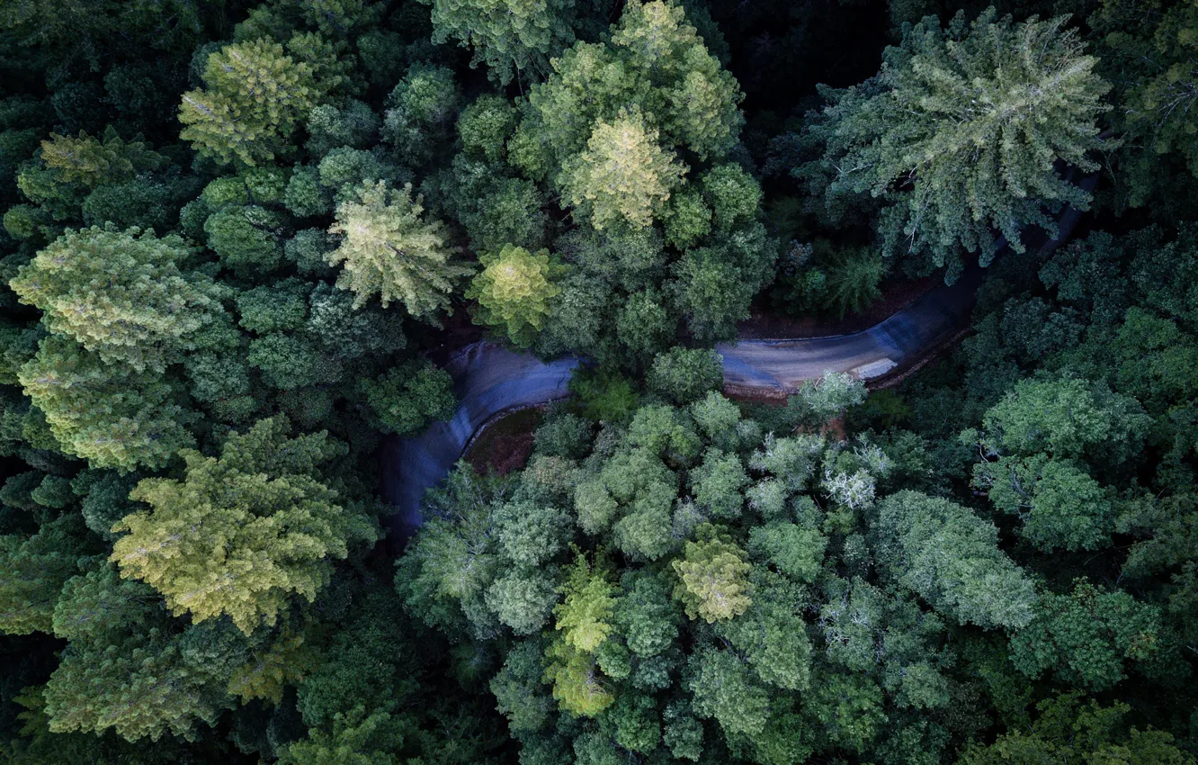 Фото обои лес, деревья, природа, вид сверху