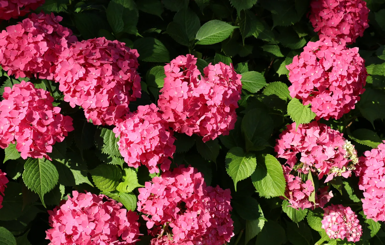 Фото обои букет, Крым, розовые цветы, гортензии, без обработки