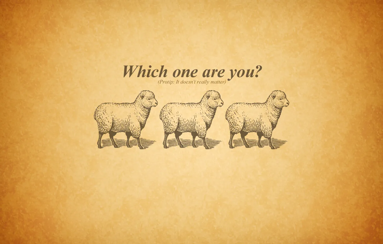 Фото обои three, sheep, questions