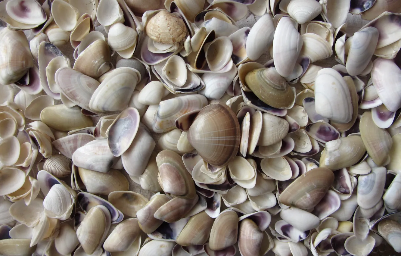 Фото обои sea, nature, macro, shell