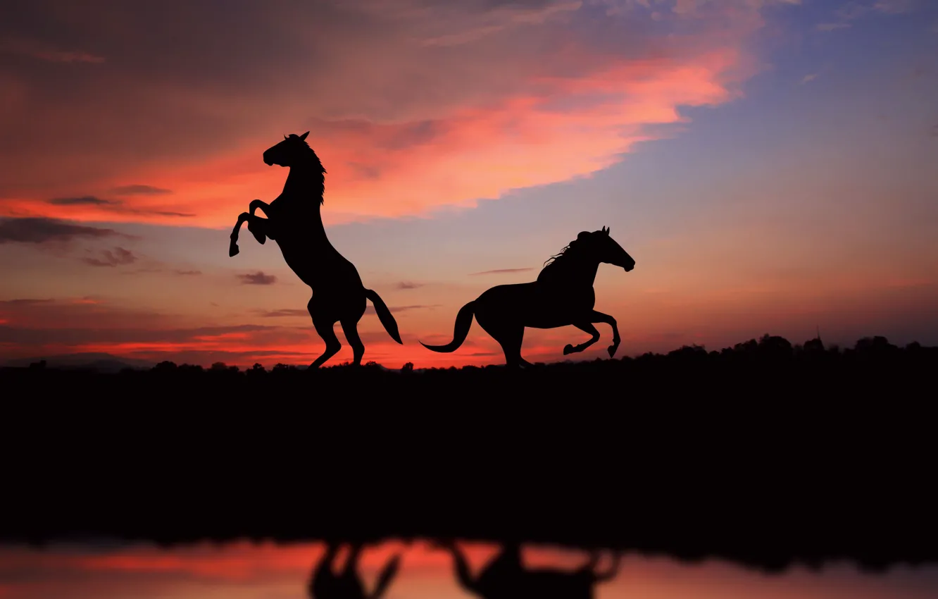 Фото обои свобода, закат, лошади, sunset, view, horses, picture, great