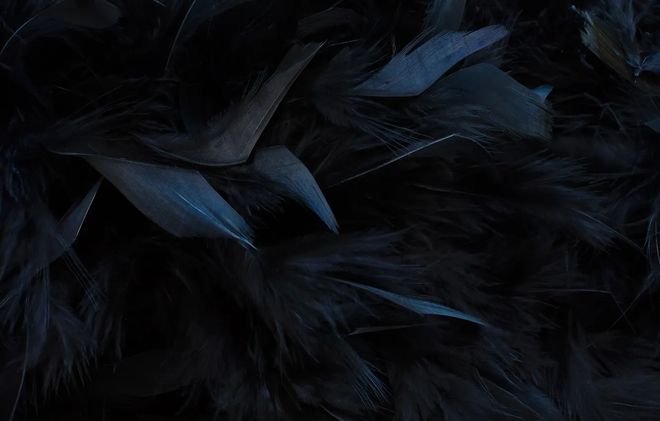 Фото обои текстура, перья, черные