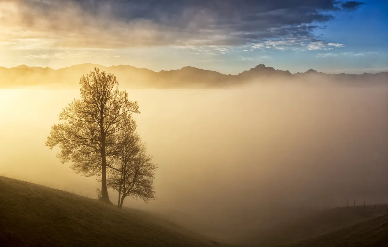 Фото обои небо, облака, свет, деревья, горы, туман, дерево, рассвет