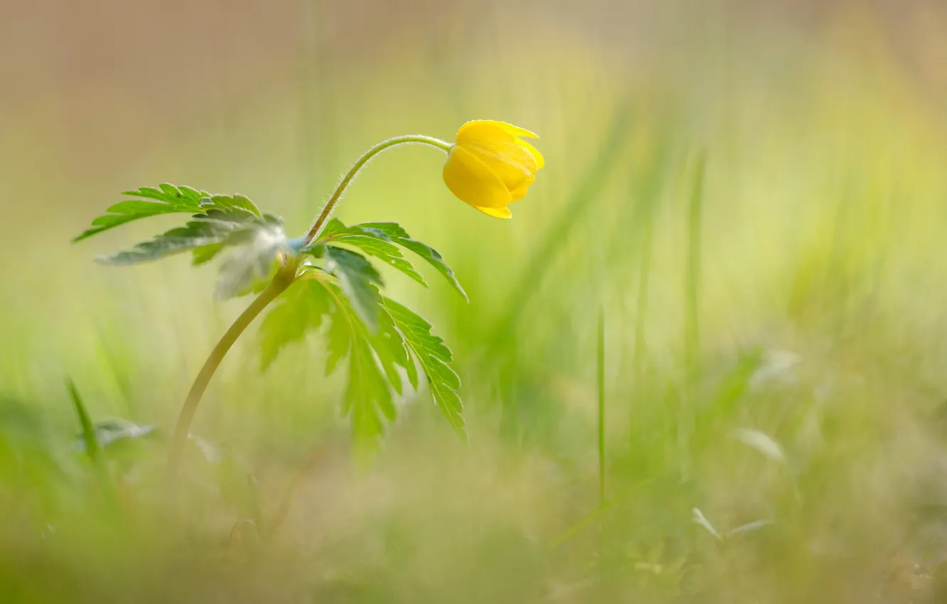 Фото обои цветок, трава, макро, желтый, растение