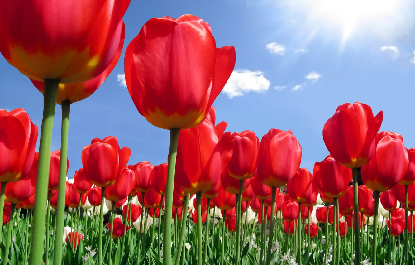 Фото обои цветы, природа, лепестки, тюльпаны, красные, бутоны
