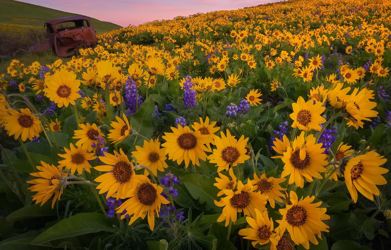 Фото обои машина, закат, цветы, луг, штат Вашингтон, люпины, Washington State, бальзамориза
