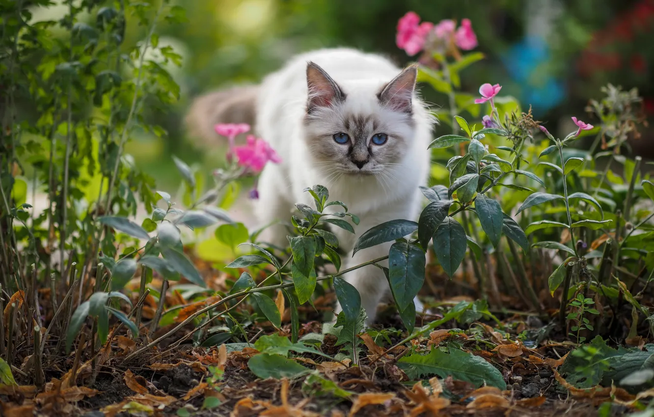 Фото обои кошка, лето, кот, взгляд, листья, цветы, природа, котенок