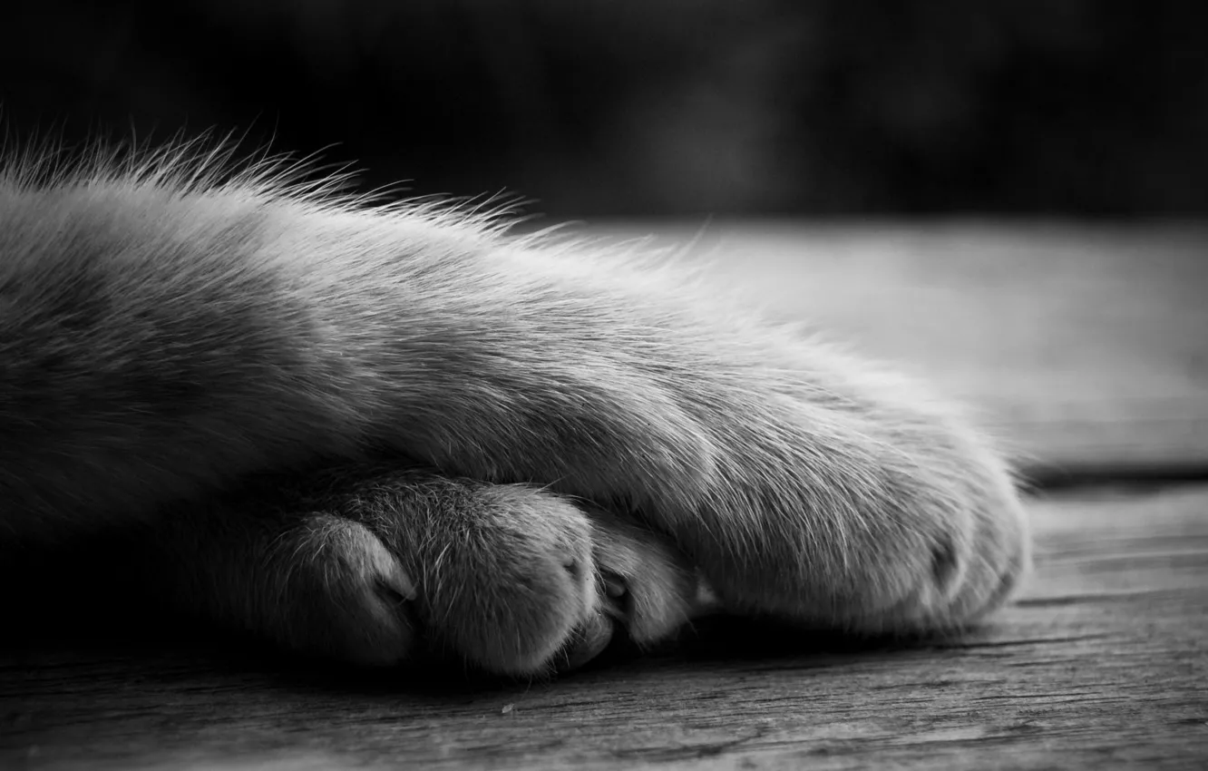 Фото обои котенок, обои, лапки