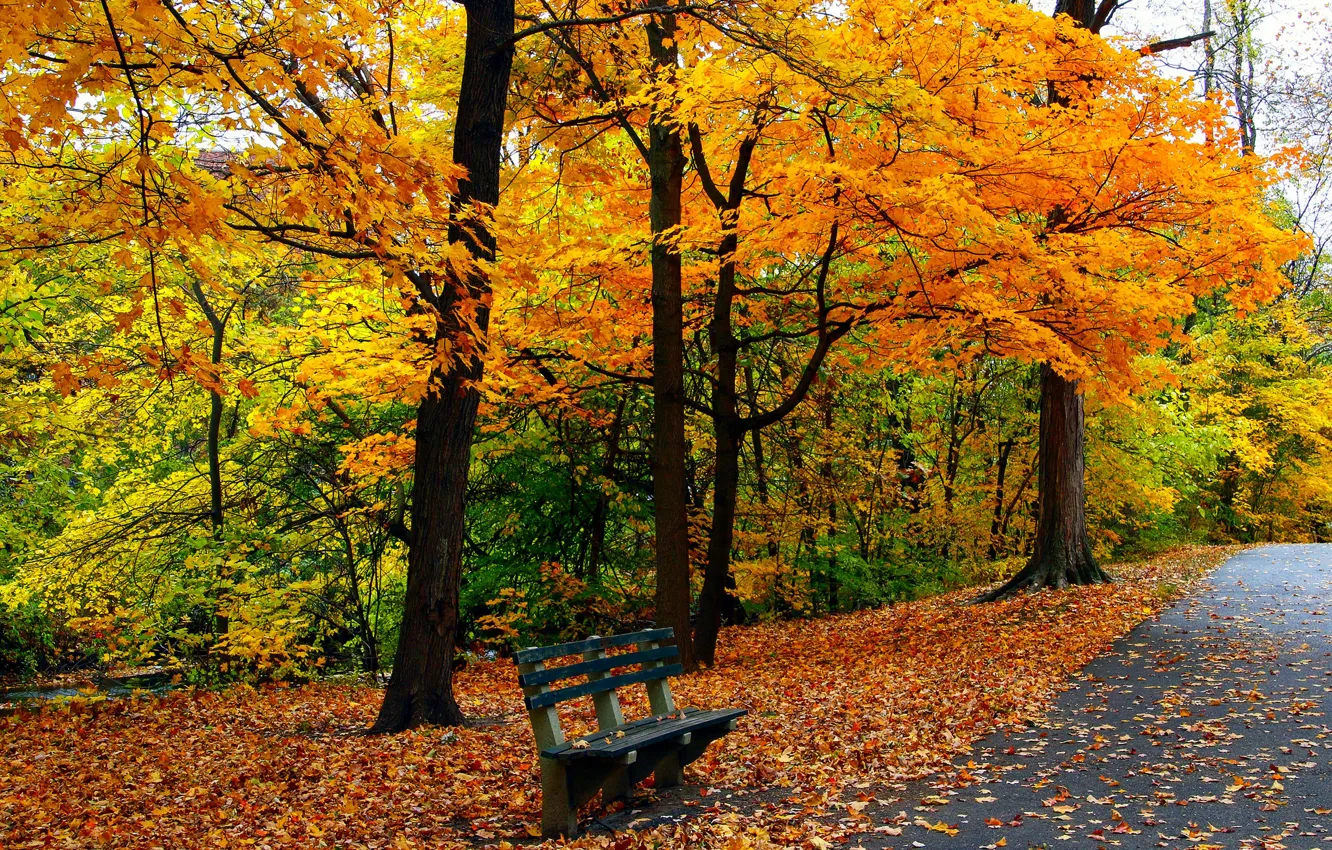 Фото обои осень, трава, листья, деревья, скамейка, природа, парк, colors