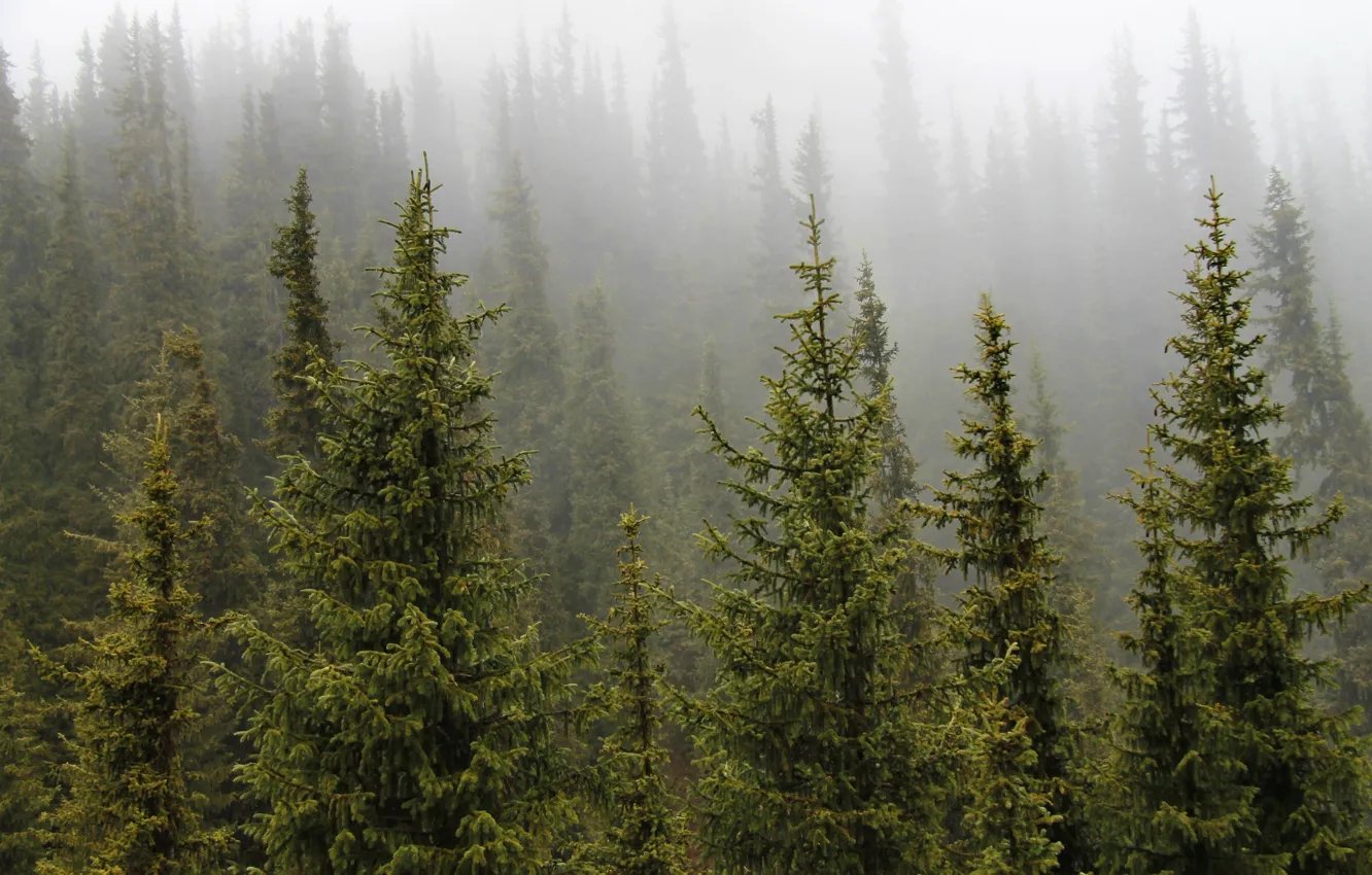Фото обои зелень, деревья, туман, Лес, ели, сосны
