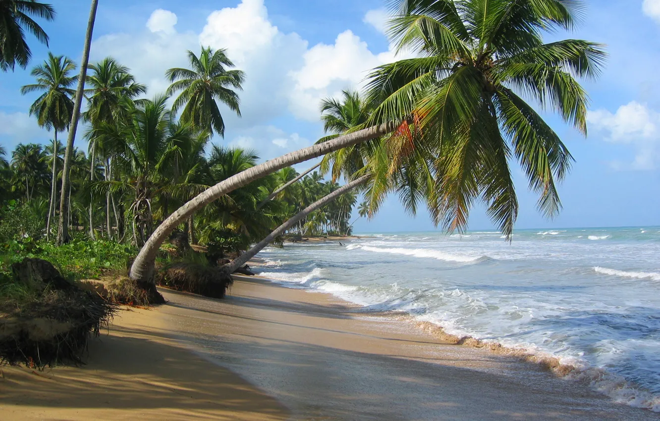 Фото обои песок, море, пляж, небо, облака, тропики, пальма, океан