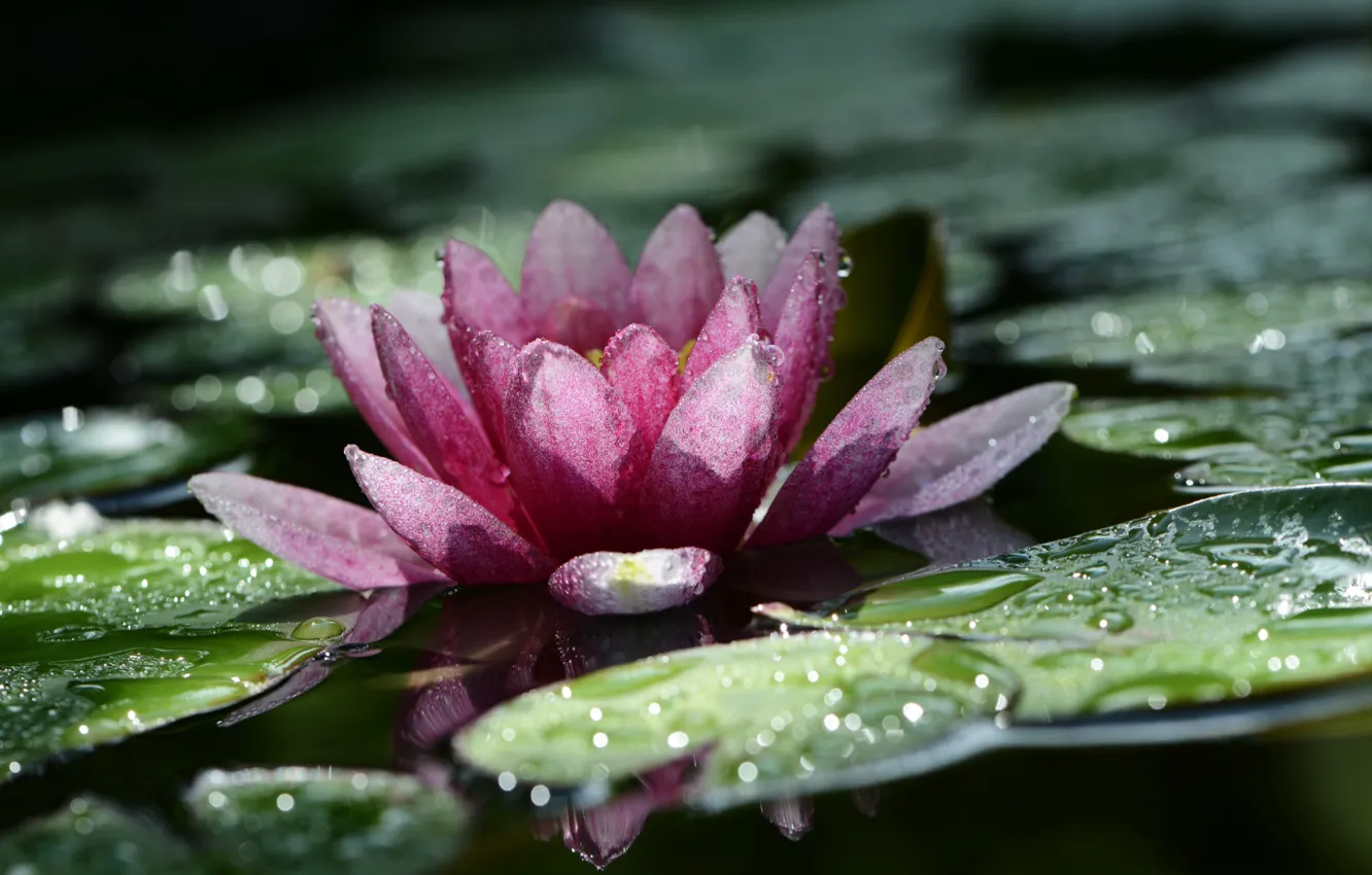 Фото обои макро, цветы, природа, боке, нимфея, капли дождя, водяная лилия