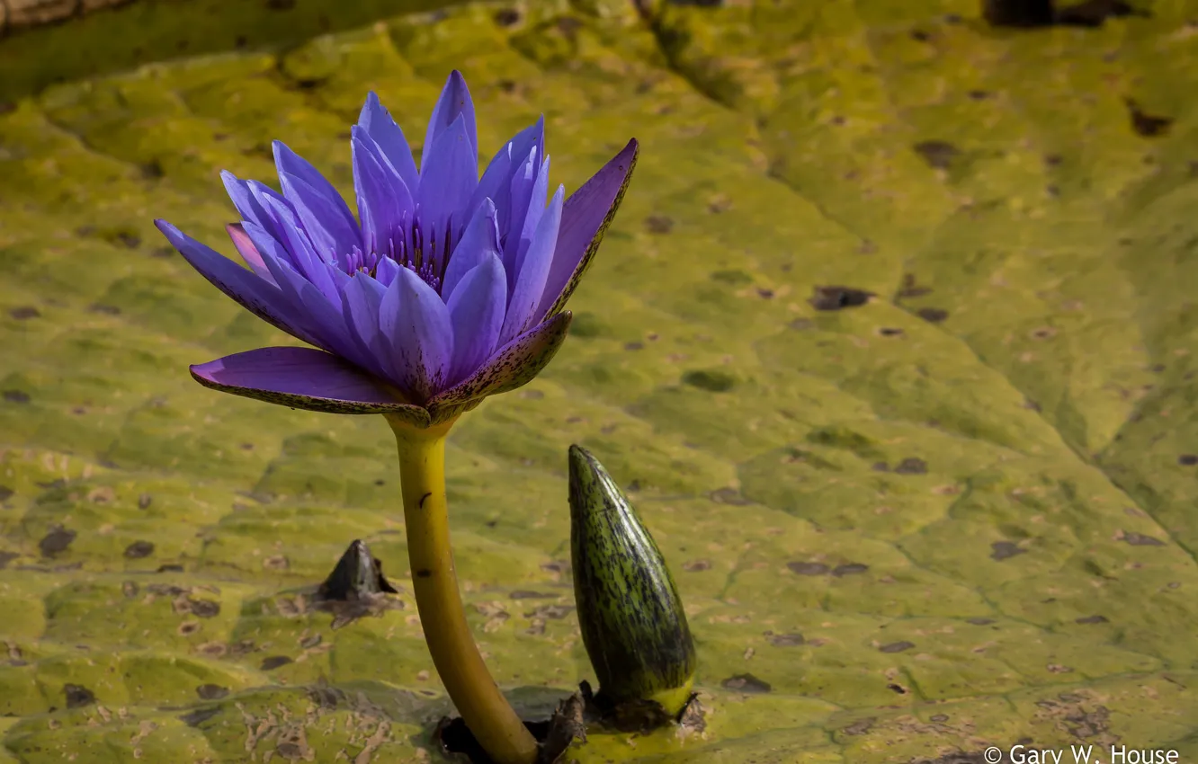 Фото обои цветок, нимфея, водяная лилия