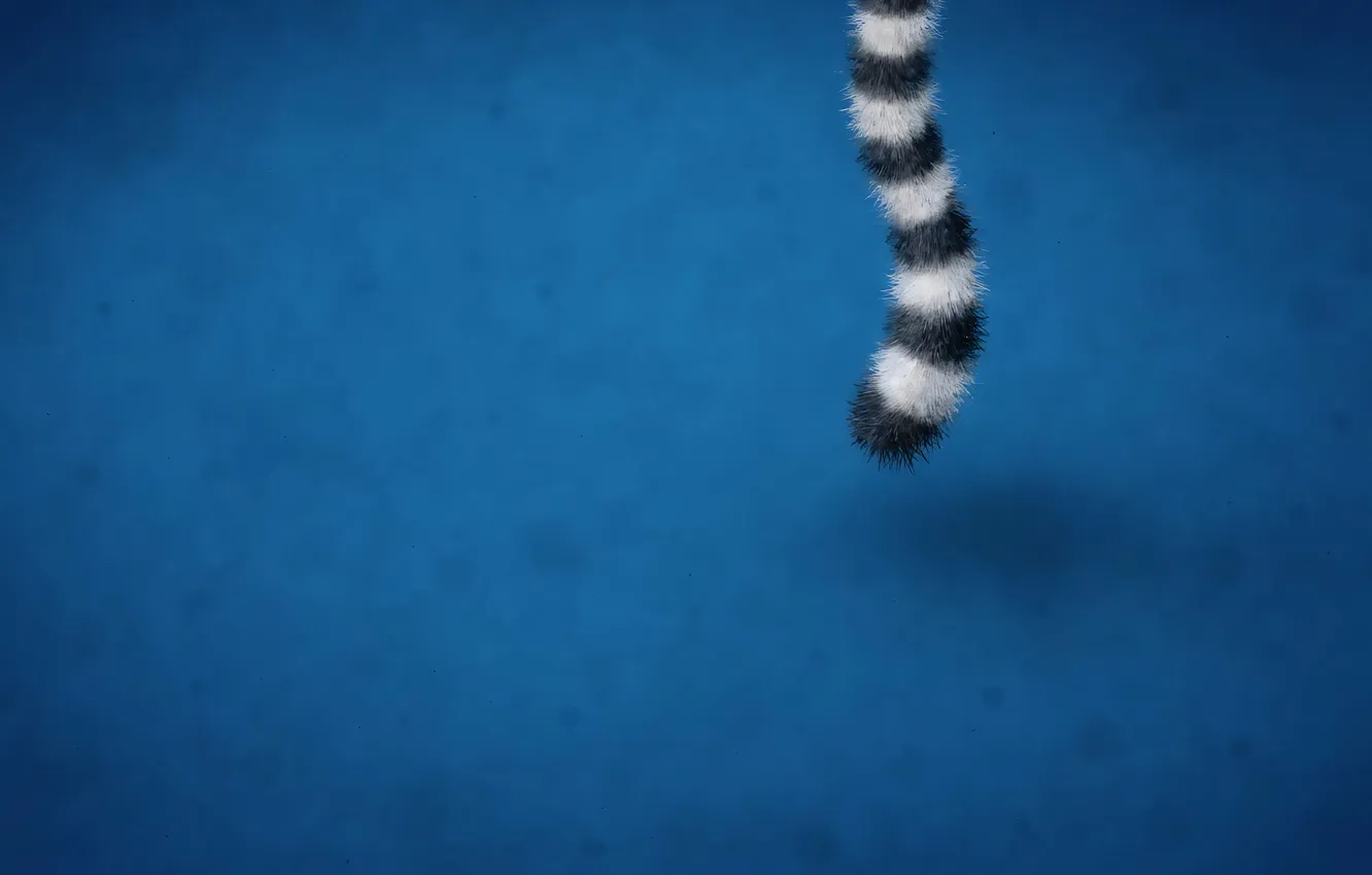 Фото обои хвост, vladstudio, синий фон