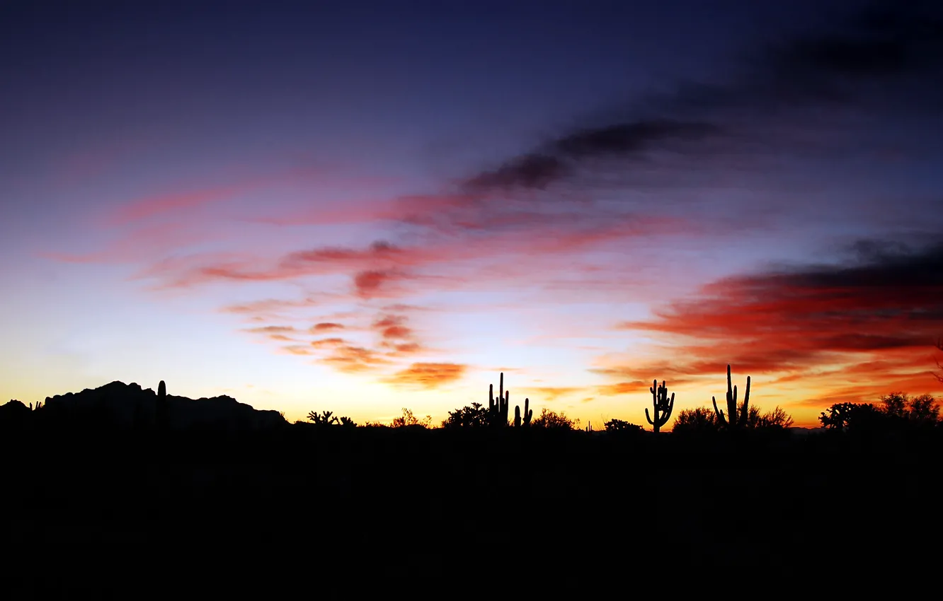 Фото обои закат, Аризона, кактусы