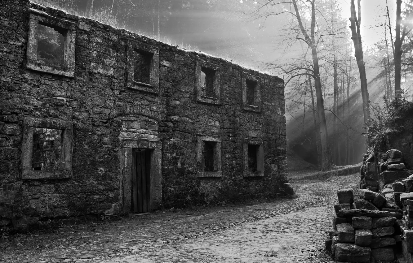 Фото обои деревья, black & white, здание, черно-белое, руины, архитектура, монохром