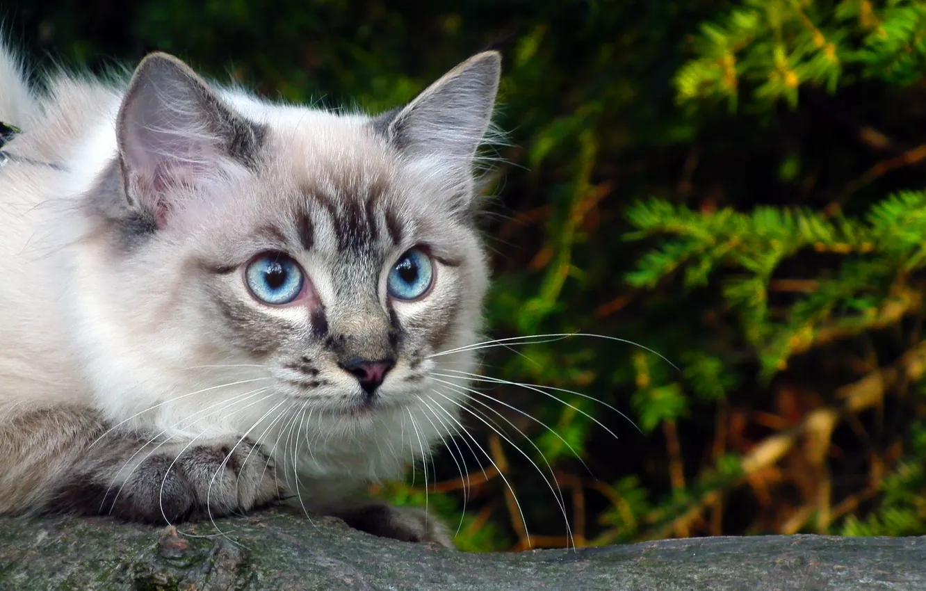 Фото обои зелень, кошка, глаза, ветка, голубые