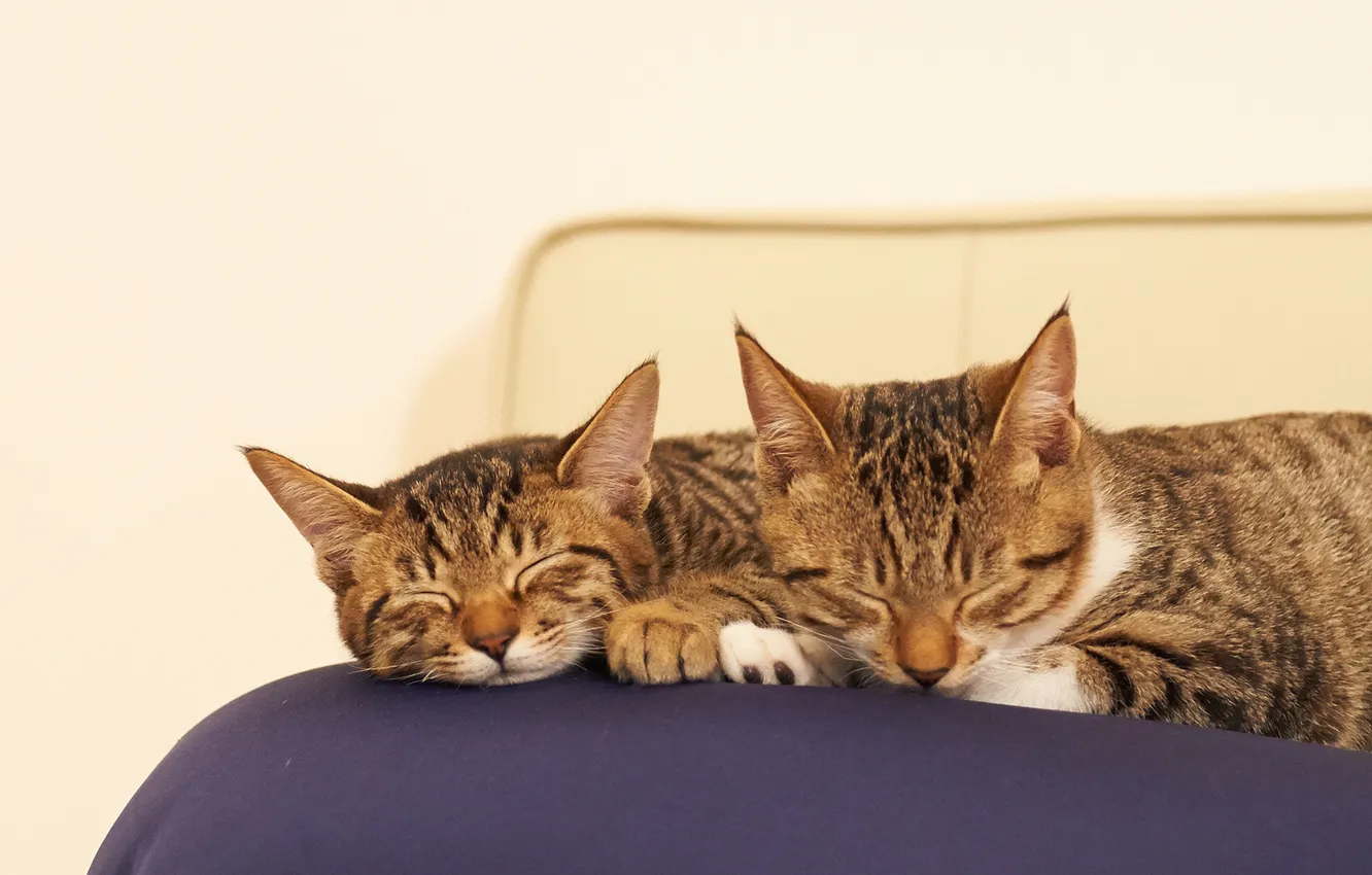 Фото обои кошки, коты, сон, подушка, спят