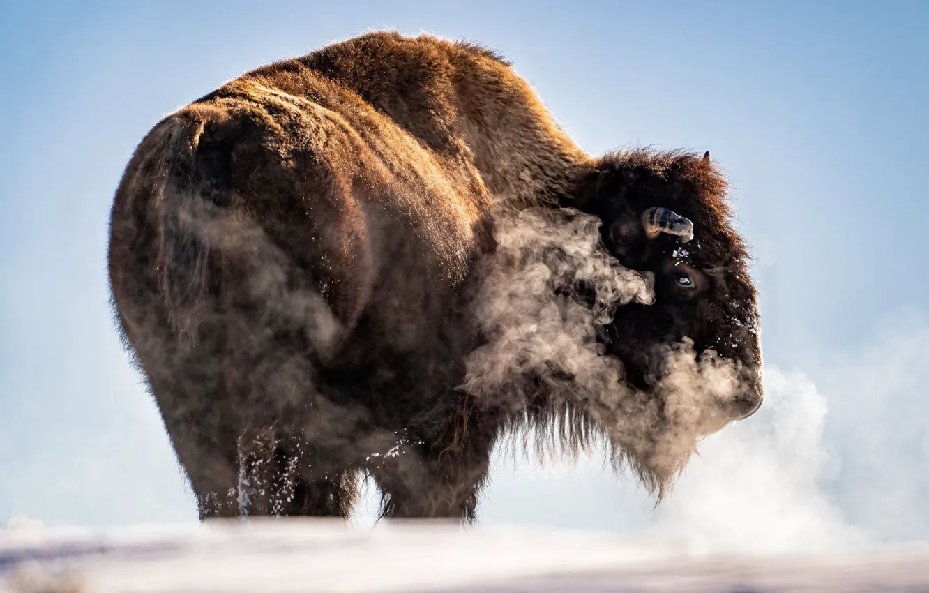 Фото обои herd, bison, frozen hill