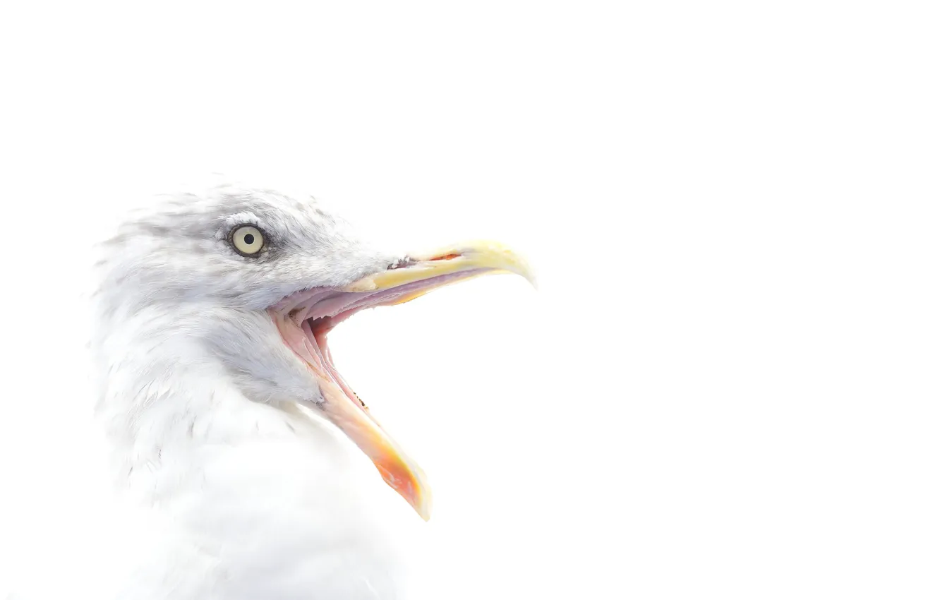 Фото обои bird, eye, beak, herring gull