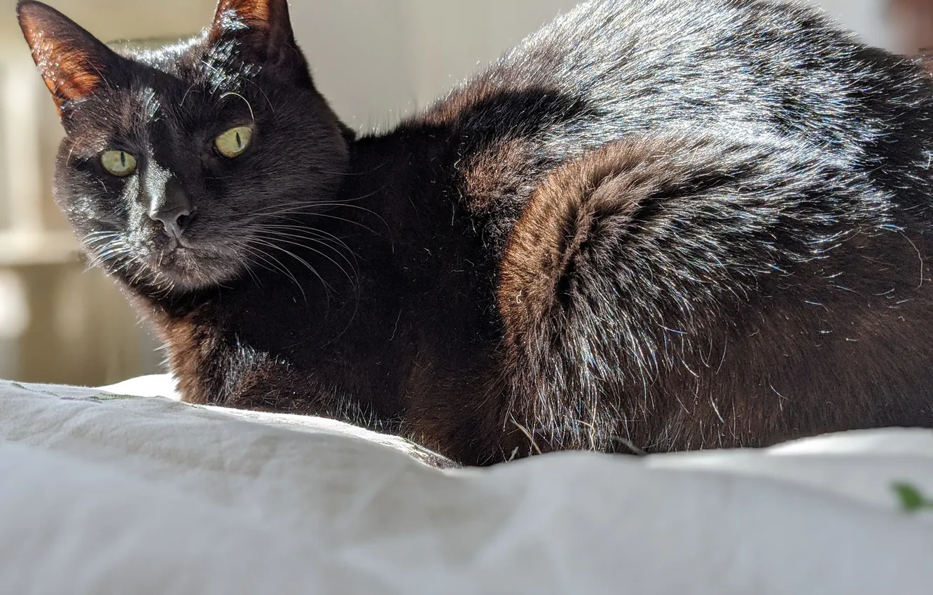 Фото обои кошка, кот, чёрный кот