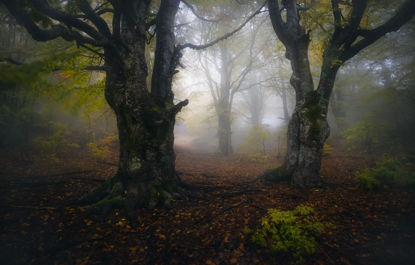 Фото обои осень, лес, деревья, ветки, природа, туман, листва, утро